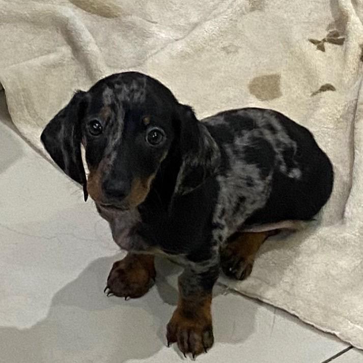 Adorable Dachshund Puppy